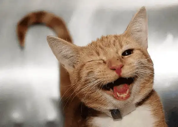 smile.webp