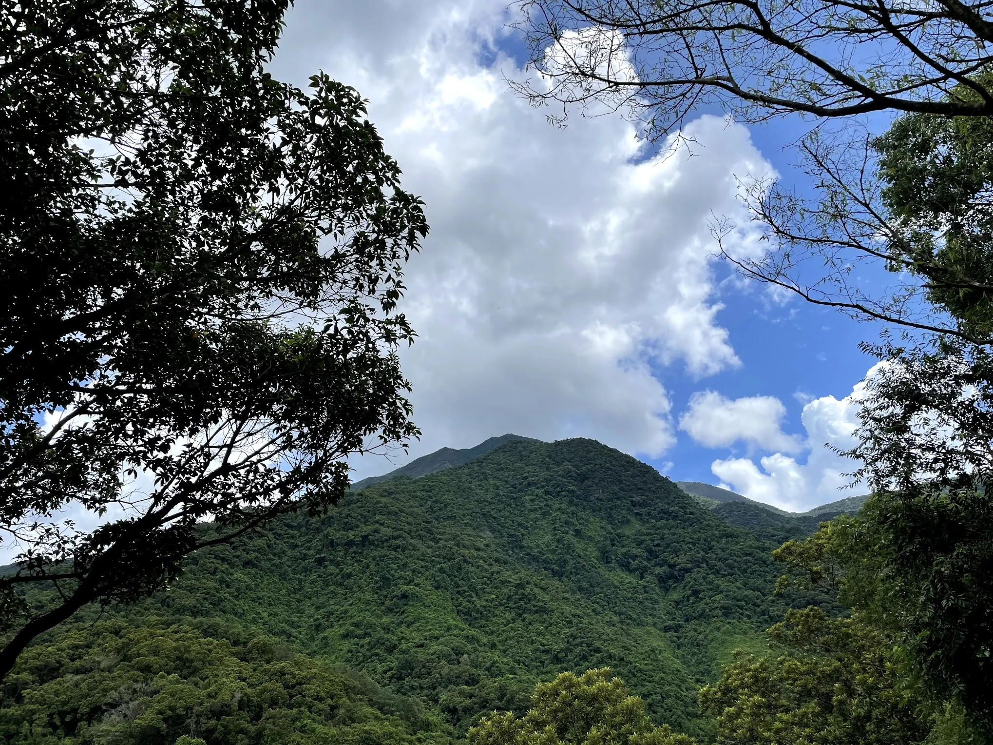梧桐山 (4).webp