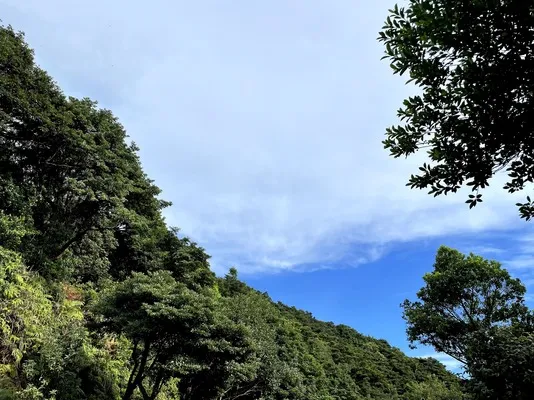 梧桐山 (1).webp
